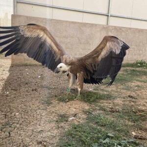 homepage-rescue (1)