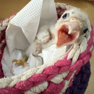 homepage-rescue (1)