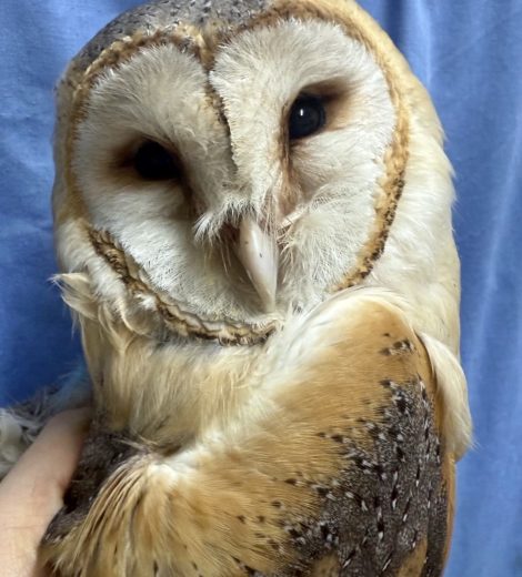 homepage-rescue (10)