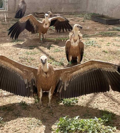 homepage-rescue (11)