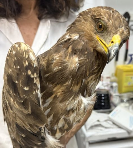 homepage-rescue (12)