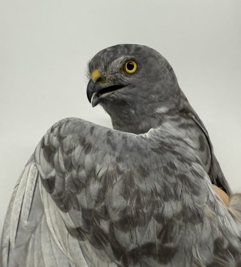 homepage-rescue (13)