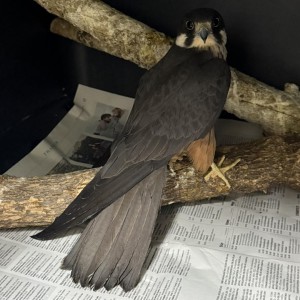 homepage-rescue (14)