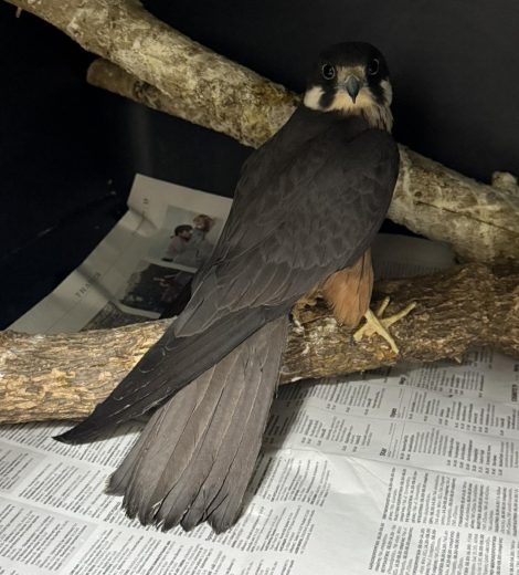 homepage-rescue (14)