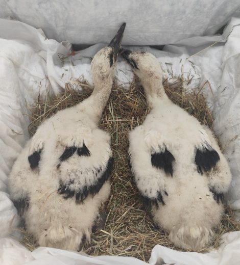 homepage-rescue (15)