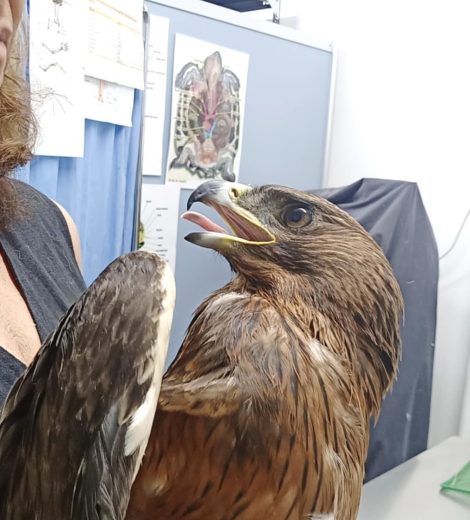 homepage-rescue (16)