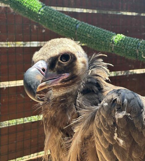 homepage-rescue (17)