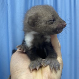homepage-rescue (18)