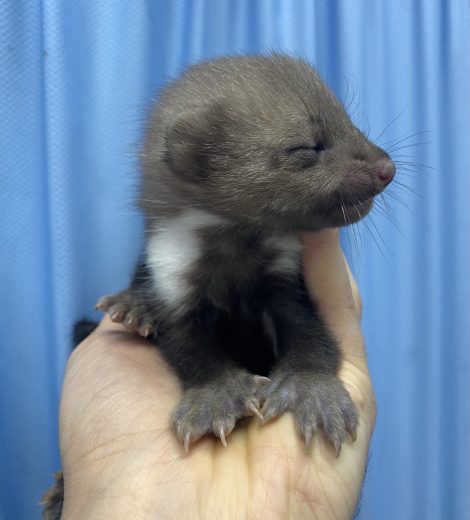 homepage-rescue (18)