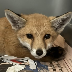 homepage-rescue (19)