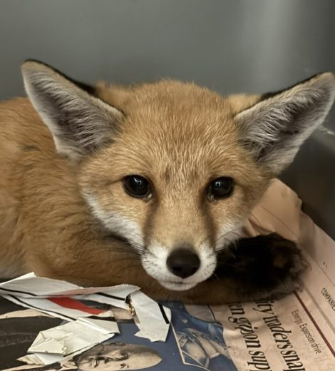 homepage-rescue (19)