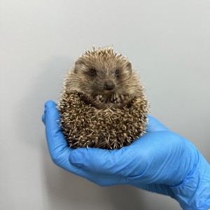homepage-rescue (20)