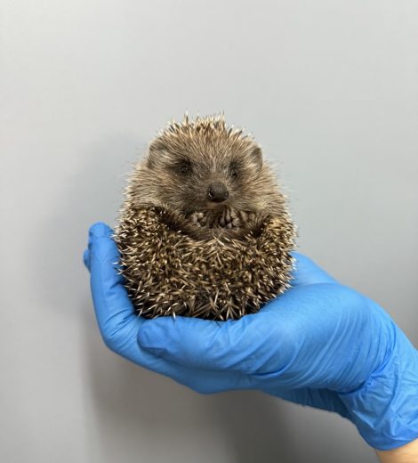 homepage-rescue (20)