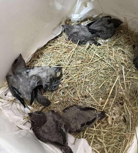 homepage-rescue (21)