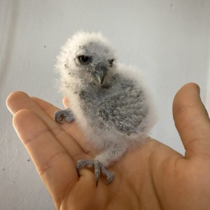 homepage-rescue (22)