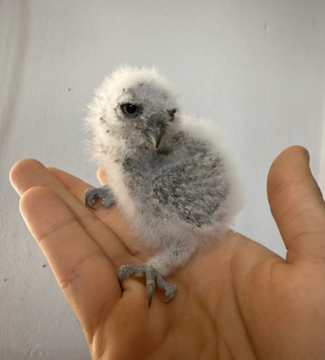 homepage-rescue (22)