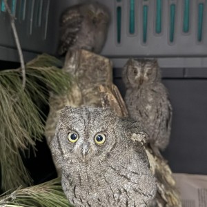 homepage-rescue (23)