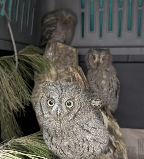 homepage-rescue (23)