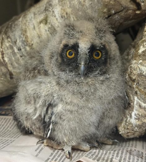 homepage-rescue (24)