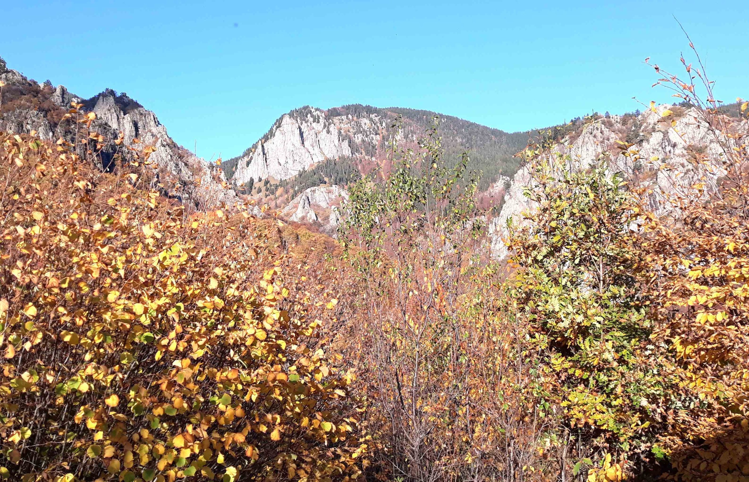 RODOPI3mikro